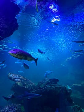 京都水族館に投稿された画像（2023/11/5）