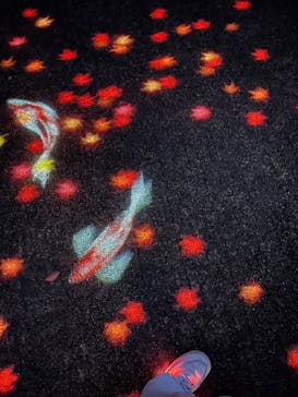 国営昭和記念公園 秋の夜散歩に投稿された画像（2023/11/5）