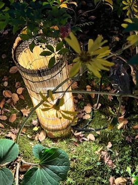 国営昭和記念公園 秋の夜散歩に投稿された画像（2023/11/5）