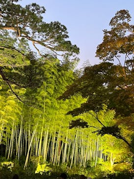 国営昭和記念公園 秋の夜散歩に投稿された画像（2023/11/5）