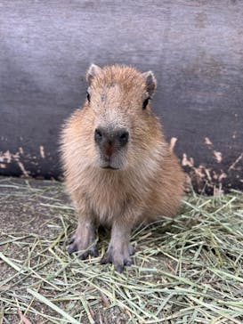 伊豆アニマルキングダムに投稿された画像（2023/11/5）