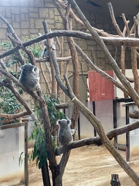 名古屋市東山動植物園に投稿された画像（2023/11/5）