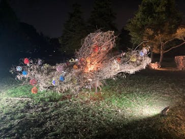 国営昭和記念公園 秋の夜散歩に投稿された画像（2023/11/5）