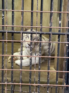 群馬サファリパークに投稿された画像（2023/11/5）