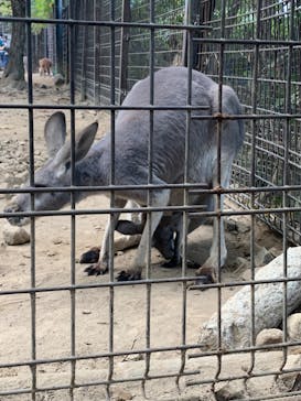 群馬サファリパークに投稿された画像（2023/11/5）