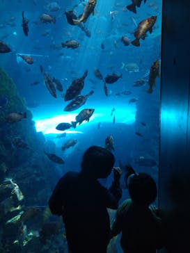 上越市立水族博物館 うみがたりに投稿された画像（2023/11/5）