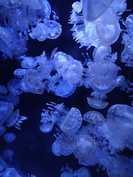 上越市立水族博物館 うみがたりに投稿された画像（2023/11/5）