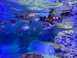 すみだ水族館に投稿された画像（2023/11/5）