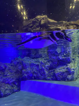 すみだ水族館に投稿された画像（2023/11/5）