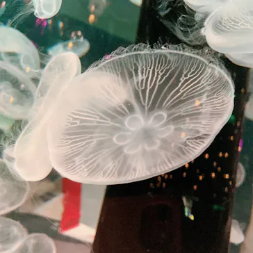 マクセル アクアパーク品川に投稿された画像（2023/11/5）