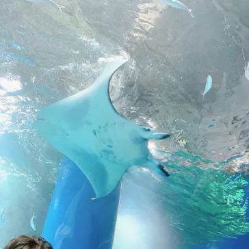 マクセル アクアパーク品川に投稿された画像（2023/11/5）