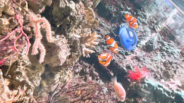 マクセル アクアパーク品川に投稿された画像（2023/11/5）