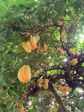 熱川バナナワニ園に投稿された画像（2023/11/5）