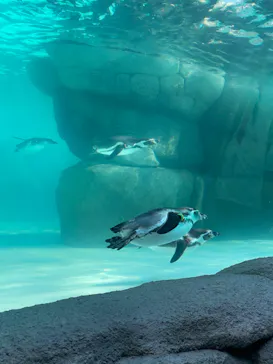 天王寺動物園に投稿された画像（2023/11/5）