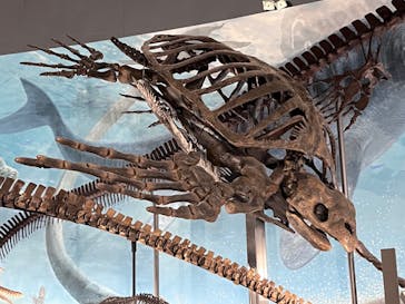 福井県立恐竜博物館に投稿された画像（2023/11/5）