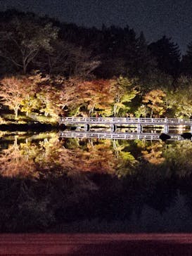 国営昭和記念公園 秋の夜散歩に投稿された画像（2023/11/5）