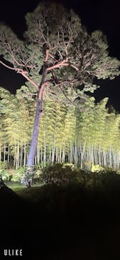 国営昭和記念公園 秋の夜散歩に投稿された画像（2023/11/5）