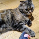 猫カフェモカ　新宿店に投稿された画像（2023/11/6）