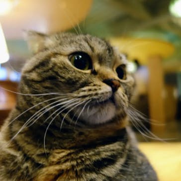 猫カフェモカ　新宿店に投稿された画像（2023/11/5）