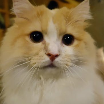 猫カフェモカ　新宿店に投稿された画像（2023/11/5）