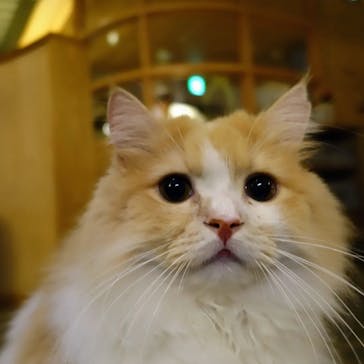 猫カフェモカ　新宿店に投稿された画像（2023/11/5）