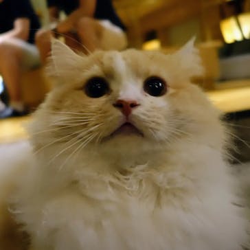 猫カフェモカ　新宿店に投稿された画像（2023/11/5）