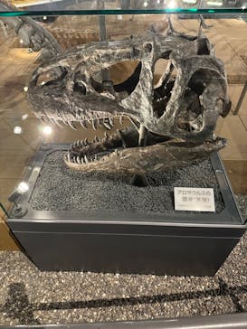 福井県立恐竜博物館に投稿された画像（2023/11/5）
