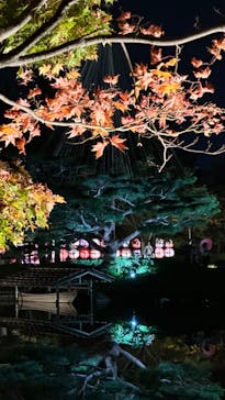 国営昭和記念公園 秋の夜散歩に投稿された画像（2023/11/5）