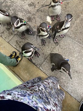 城崎マリンワールドに投稿された画像（2023/11/5）