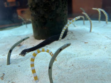 沖縄美ら海水族館に投稿された画像（2023/11/6）