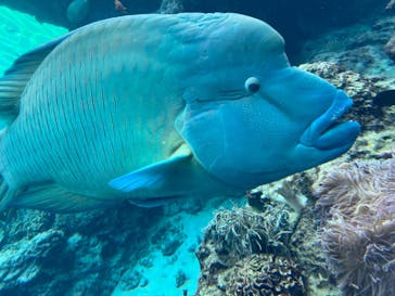 沖縄美ら海水族館に投稿された画像（2023/11/6）