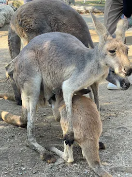 神戸どうぶつ王国に投稿された画像（2023/11/4）