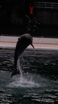 下田海中水族館に投稿された画像（2023/11/6）