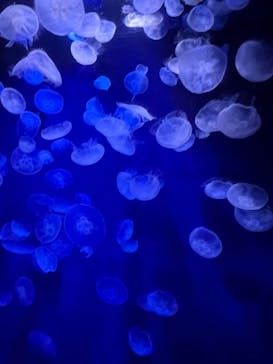 サンシャイン水族館に投稿された画像（2023/11/6）