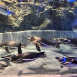 すみだ水族館に投稿された画像（2023/11/6）