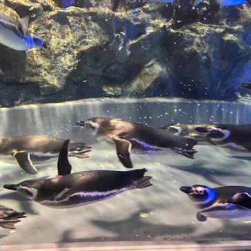 すみだ水族館に投稿された画像（2023/11/6）