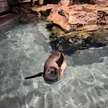すみだ水族館に投稿された画像（2023/11/6）