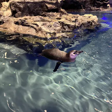 すみだ水族館に投稿された画像（2023/11/6）