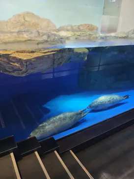 マクセル アクアパーク品川に投稿された画像（2023/11/5）