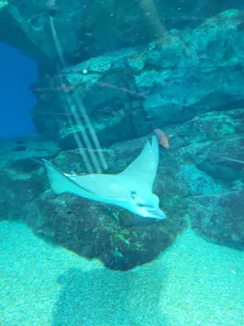 マクセル アクアパーク品川に投稿された画像（2023/11/5）