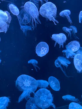 AOAO SAPPOROに投稿された画像（2023/11/6）