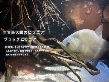 カワスイ 川崎⽔族館に投稿された画像（2023/11/6）