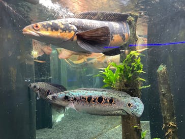 カワスイ 川崎⽔族館に投稿された画像（2023/11/6）