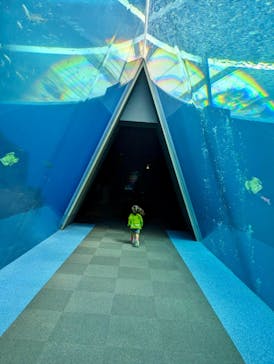 環境水族館アクアマリンふくしまに投稿された画像（2023/11/6）