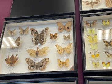 滋賀県立琵琶湖博物館に投稿された画像（2023/11/6）