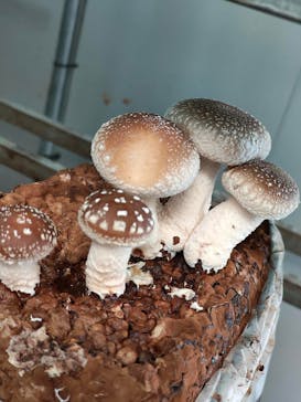 サンコウファームに投稿された画像（2023/11/6）