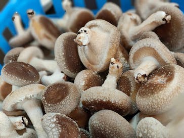 サンコウファームに投稿された画像（2023/11/6）