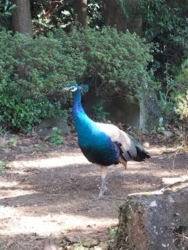 伊豆シャボテン動物公園に投稿された画像（2023/11/6）