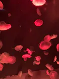 サンシャイン水族館に投稿された画像（2023/11/6）
