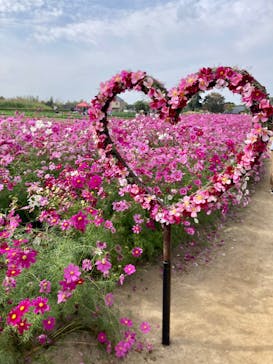 淡路ファームパーク イングランドの丘に投稿された画像（2023/11/6）